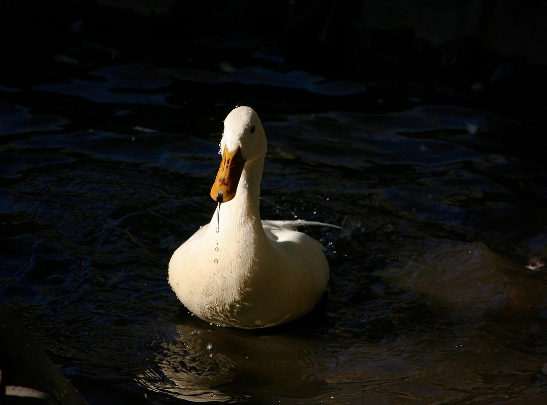 home price negotiation