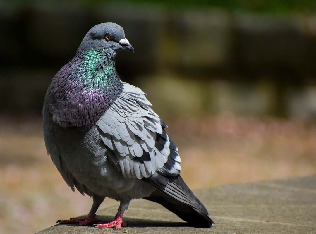 What Sets Kunkynl Apart from Competitors